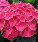 Pinke Blüten Hydrangea macrophylla 'Magical Crimson'®