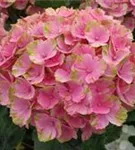 Rosa Blüten Hydrangea macrophylla 'Magical Daydream'®