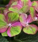 Nahaufnahme grün-pinke Blüte Bauernhortensie 'Magical Greenfire'®
