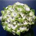 Helle Blüten Hydrangea macrophylla 'Magical Noblesse'®