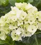 Weiße Blüten Hydrangea macrophylla 'Magical Noblesse'®