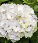 Weißer Blütenball Hydrangea macrophylla 'Magical Noblesse'®