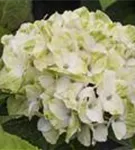 Blüten Hydrangea macrophylla 'Magical Noblesse'®