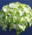 grün-weiße Blüten Hydrangea macrophylla 'Magical Noblesse'®