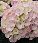Rosa Blüten Hydrangea macrophylla 'Magical Pacific'®