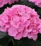 Pinke Blüten Hydrangea macrophylla 'Magical Pacific'®