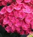 Pinker Blütenball Hydrangea macrophylla 'Magical Pink Ruby' ®