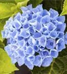 Blütenball blau Hydrangea macrophylla 'Magical Revolution'® blau