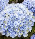 Blaue Blüten Hydrangea macrophylla 'Magical Revolution'® blau