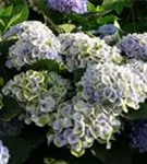 Fernansicht Blüten Hydrangea macrophylla 'Magical Revolution'® blau