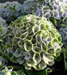 Heller Blütenball Hydrangea macrophylla 'Magical Revolution'® blau