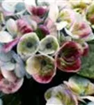 Nahansicht helle Blüten Hydrangea macrophylla 'Magical Revolution'® blau