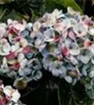 Hydrangea macrophylla 'Magical Revolution'® blau Blüten