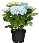 Artikelbild Hydrangea macrophylla 'Magical Revolution'® blau