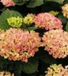 Blüten Hydrangea macrophylla 'Magical Revolution'® rosa