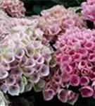 Helle Blüten Hydrangea macrophylla 'Magical Revolution'® rosa