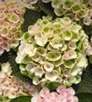 Blüten hell Hydrangea macrophylla 'Magical Revolution'® rosa
