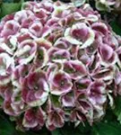Heller Blütenball Hydrangea macrophylla 'Magical Revolution'® rosa