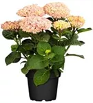 Artikelbild Hydrangea macrophylla 'Magical Revolution'® rosa