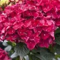 Blüten pink Hydrangea macrophylla 'Magical Ruby Red' ®