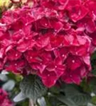 Blüten pink Hydrangea macrophylla 'Magical Ruby Red' ®