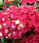 Pinke Blüten Hydrangea macrophylla 'Magical Ruby Red' ®