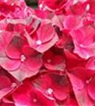 Nahansicht Blüten pink Hydrangea macrophylla 'Magical Ruby Red' ®