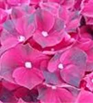 Pinke Blüten Hydrangea macrophylla 'Magical Ruby Red' ®