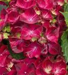 Blüten Hydrangea macrophylla 'Magical Ruby Red' ®