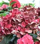 Fernansicht Blüten Hydrangea macrophylla 'Magical Ruby Red' ®