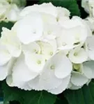 Weiße Blüten Hydrangea macrophylla 'Magical Snowdome'®