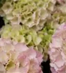 Nahaufnahme Blüten Hydrangea macrophylla 'Pink Sensation'