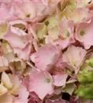 Nahaufnahme rosa Blüten Hydrangea macrophylla 'Pink Sensation'