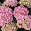 Pinke Blüten Hydrangea macrophylla 'Pink Sensation'