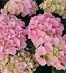 Pinke Blüten Hydrangea macrophylla 'Pink Sensation'