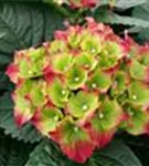 Blütenball Hydrangea macrophylla 'Royal Red'®