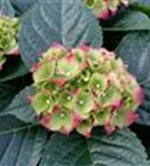 Blüten Hydrangea macrophylla 'Royal Red'®
