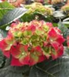 Nahansicht Blütenball Hydrangea macrophylla 'Royal Red'®