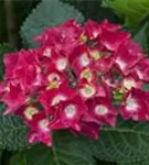Blüten rot Hydrangea macrophylla 'Royal Red'®