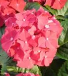 Blüten Hydrangea macrophylla 'Royal Red'® im Sonnenlicht