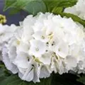 Weiße Blüten Hydrangea macrophylla 'Schneeball'®