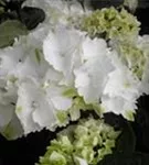 Nahansicht Blüten Hydrangea macrophylla 'Schneeball'®