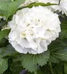 Nahaufnahme weiße Blüten Hydrangea macrophylla 'Schneeball'®