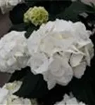 Helle Blüten Hydrangea macrophylla 'Schneeball'®