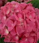Pinke Blüten Hydrangea macrophylla 'Schöne Bautznerin'