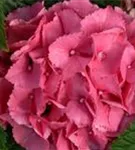 Nahaufnahme pinke Blüten Hydrangea macrophylla 'Schöne Bautznerin'