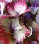 Nahaufnahme Blüten Hydrangea macrophylla 'Schöne Bautznerin' blau