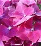 Nahaufnahme Blüten Hydrangea macrophylla 'Speedy Red' lila