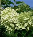 Weiße Blüten Zwerg-Rispenhortensie 'Bobo'