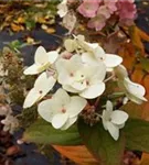 Weiße Blüten Rispenhortensie 'Mega Mindy'®